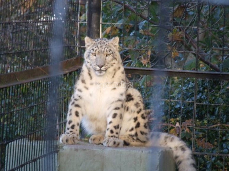 Welsh Mountain Zoo, prices and bookings 2024